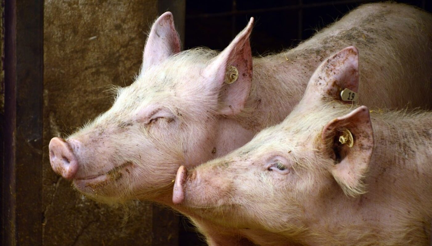 56-letnia kobieta ZEMDLAŁA podczas karmienia ŚWIŃ. Głodne zwierzęta zrobiły z nią coś PRZERAŻAJĄCEGO!